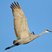Sandhill Crane